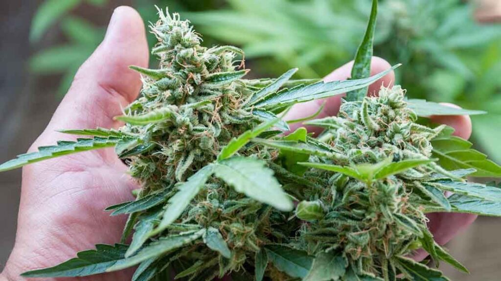 ciclo-vida-marihuana-5