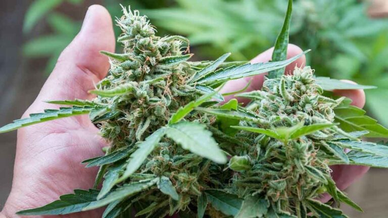 ciclo-vida-marihuana-5