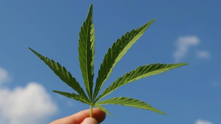 hemp-leaf-3661209-960-720-1569881753-1280x720