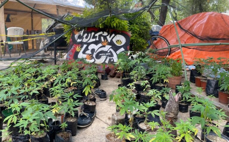 campamento-de-mariguana-afuera-del