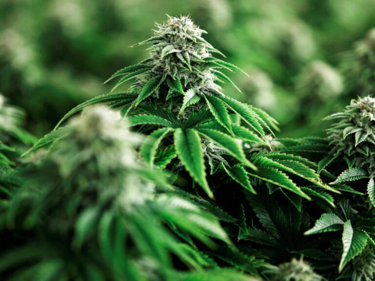 Ruanda-cannabis-1024x768