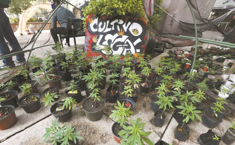 marihuana