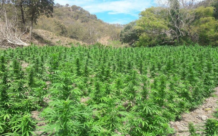 sedena-destruyo-mil-plantas-mariguana