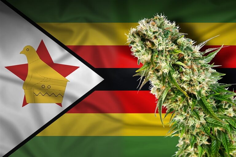 Zimbabwe legaliza el cannabis para uso médico y científico 2