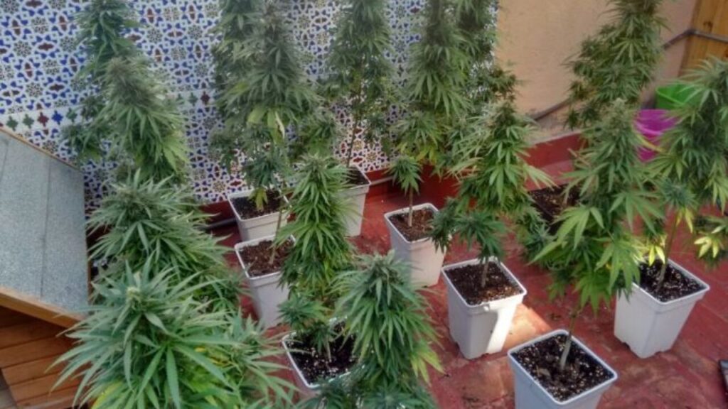 como-cultivar-una-planta-cannabis-1280x720