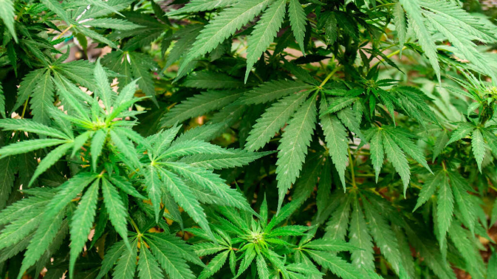 2021-01-12_12-01-22___4993