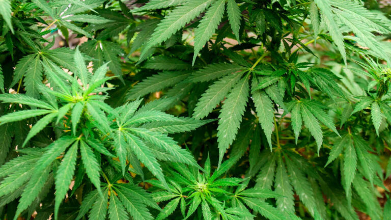 2021-01-12_12-01-22___4993