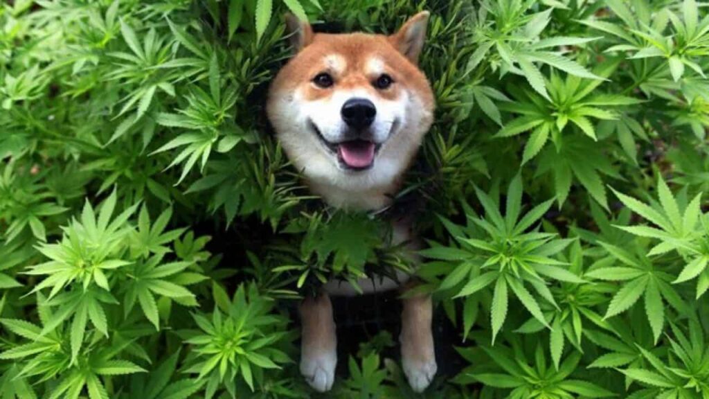 CBD-para-mascotas-portada-1280x720