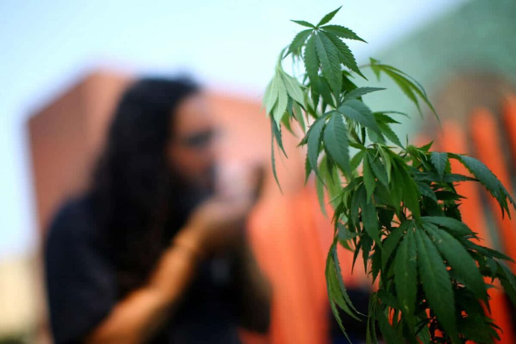 Cannabis-Mariguana-Reuters