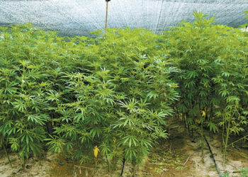 ENSENADA, BAJA CALIFORNIA 15  JULIO 2011 . Elementos del Ejército comenzaron este día a destruir un plantío de marihuana de 120 hectáreas presumiblemente propiedad del Cártel de Sinaloa y localizado en las inmediaciones de San Quintín. FOTO: JESUS QUINTANAR /MILENIO DIARIO