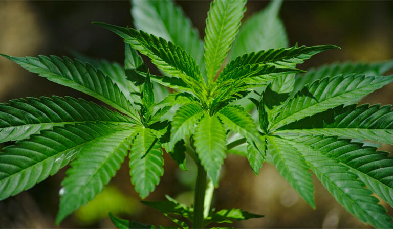 planta-cannabis-marihuana