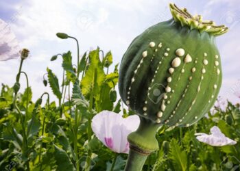 Opium production - latex flows from immature macadamia (Poppy seed - Papaver somniferum)