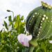 Opium production - latex flows from immature macadamia (Poppy seed - Papaver somniferum)