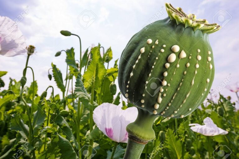 80713664-producción-de-opio-flujos-de-látex-de-macadamia-inmadura-semilla-de-amapola-papaver-somniferum-