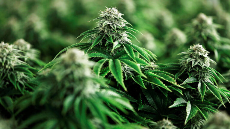 Cannabis-legalizacion-art-f24-México-Reuters