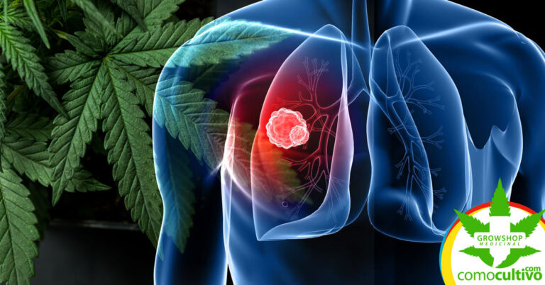 cannabis-reduce-cancer-de-pulmon