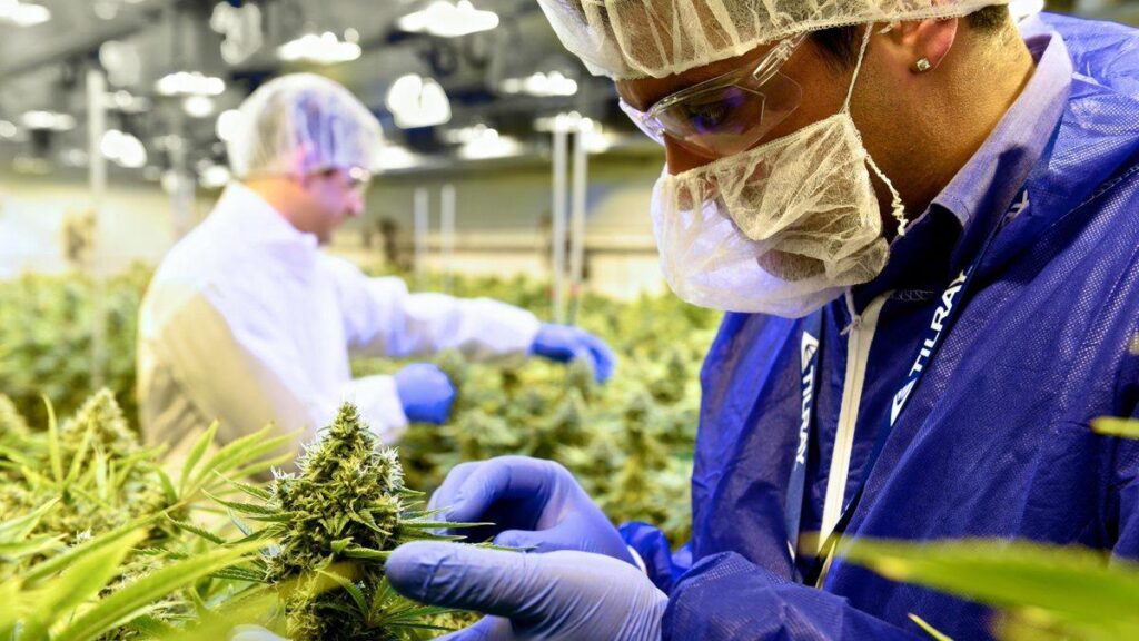 tilray-es-una-de-las-grandes-empresas-que-se-dedican-a-la-comercializacion-del-cannabis