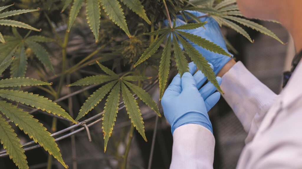 Cannabis-Getty-Images-1280x720-10b3985d8