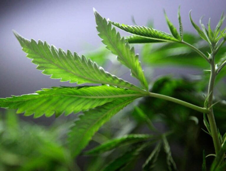 Mariguana-Reuters-e1471377344382