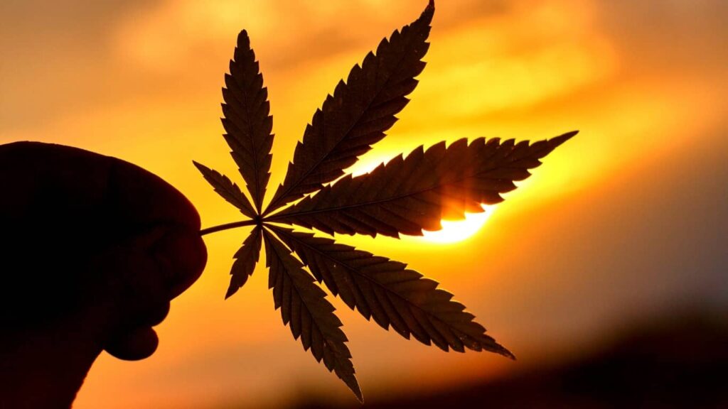 Regulación-de-cannabis