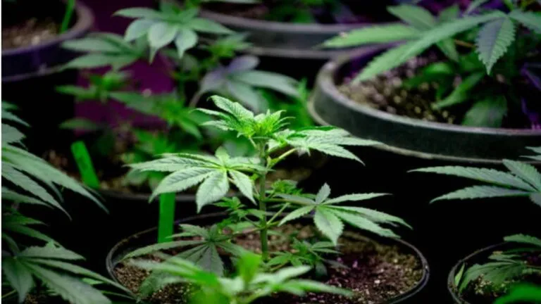 1605839666_452388_1605840178_noticia_normal