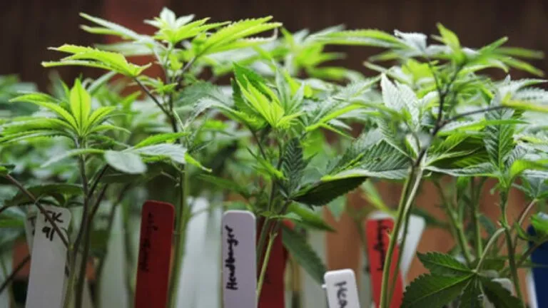 CHULA-VISTA-MARIHUANA