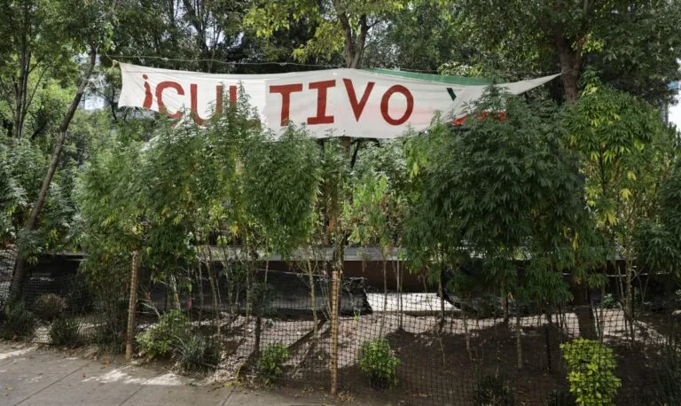Mexico_Marijuana_70463