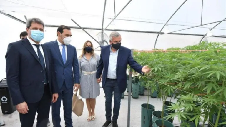 gerardo-morales-muestra-las-plantas-de-cannabis-1127506