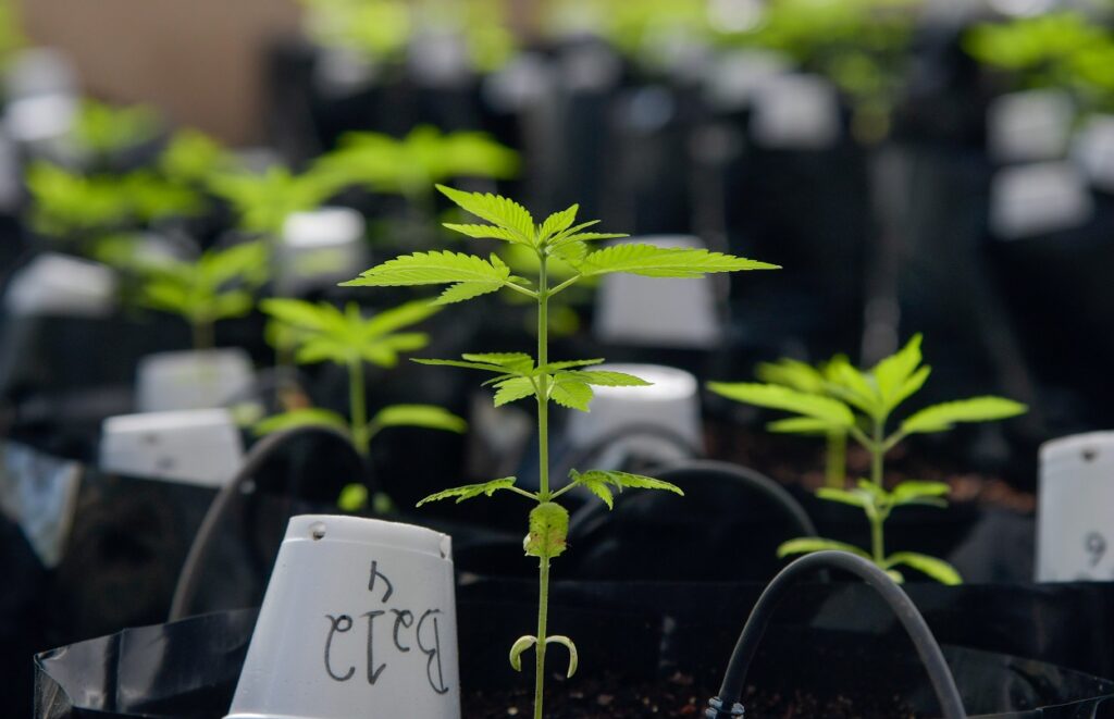 Cannabis firms eye opportunity in Brazil