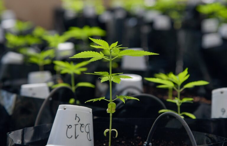 Cannabis firms eye opportunity in Brazil