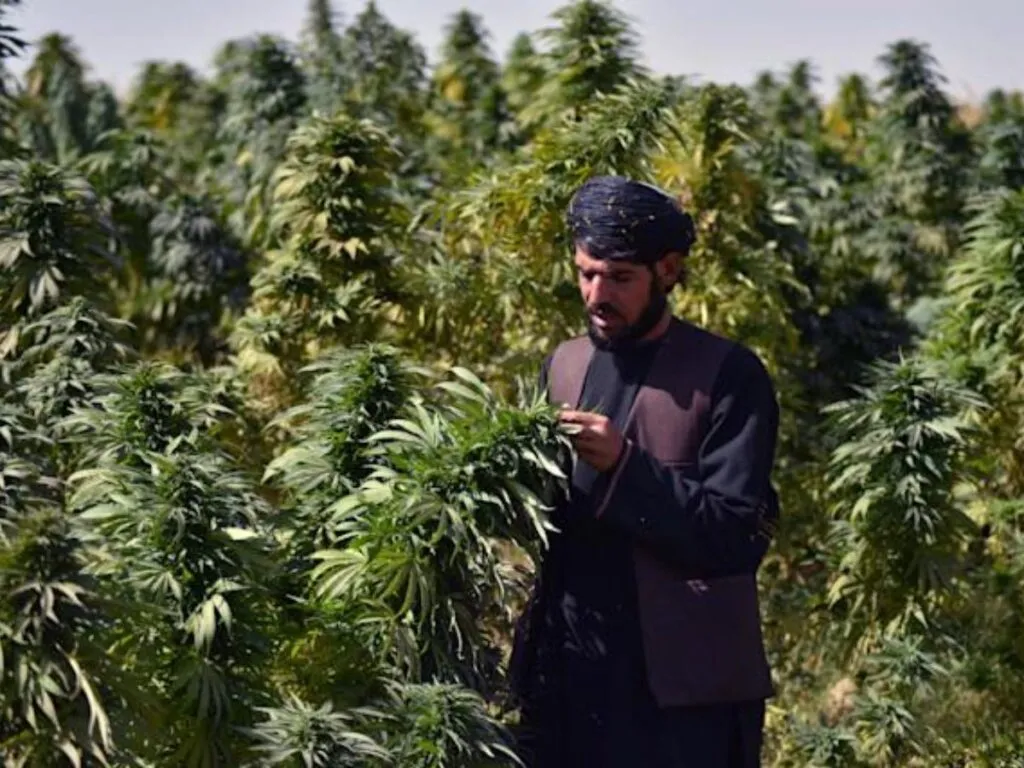 taliban-cannabis_619f7a7f97b2d