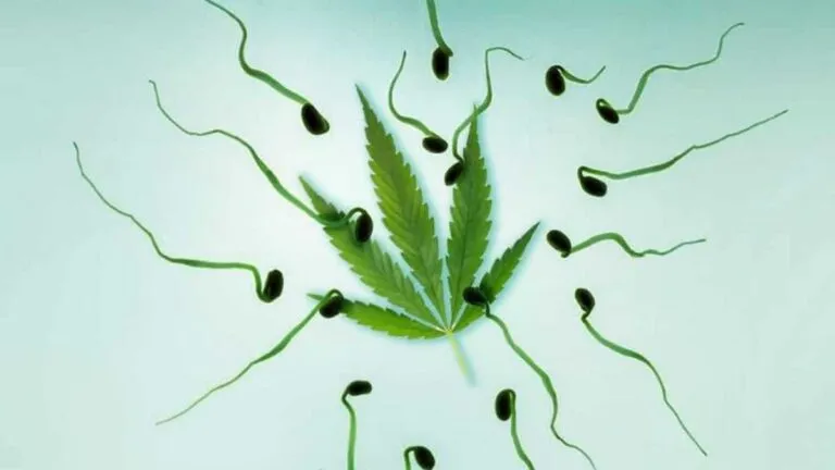 efectosdelamarihuanaespermatozoides