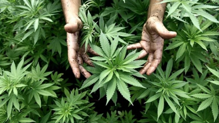marihuana