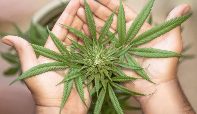Cannabis_medicinal
