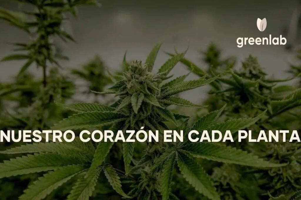 cannabis-nft-colombia-greenlab-porada