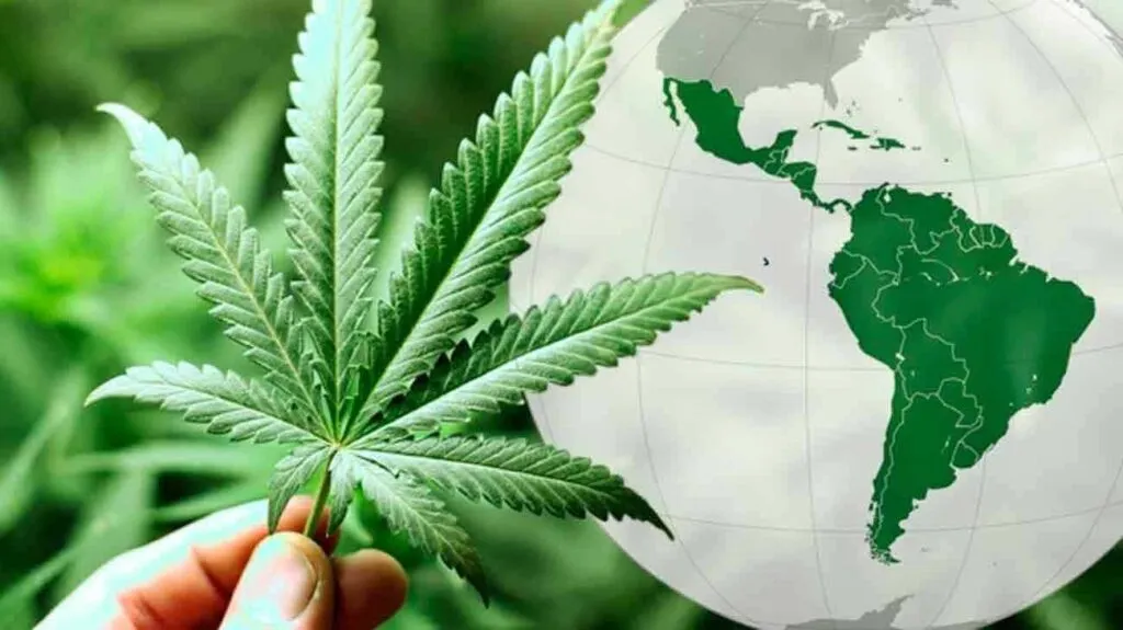 México tiene potencial de crecimiento en el segmento de cannabis medicinal, de acuerdo con estimaciones de Luis Doporto.