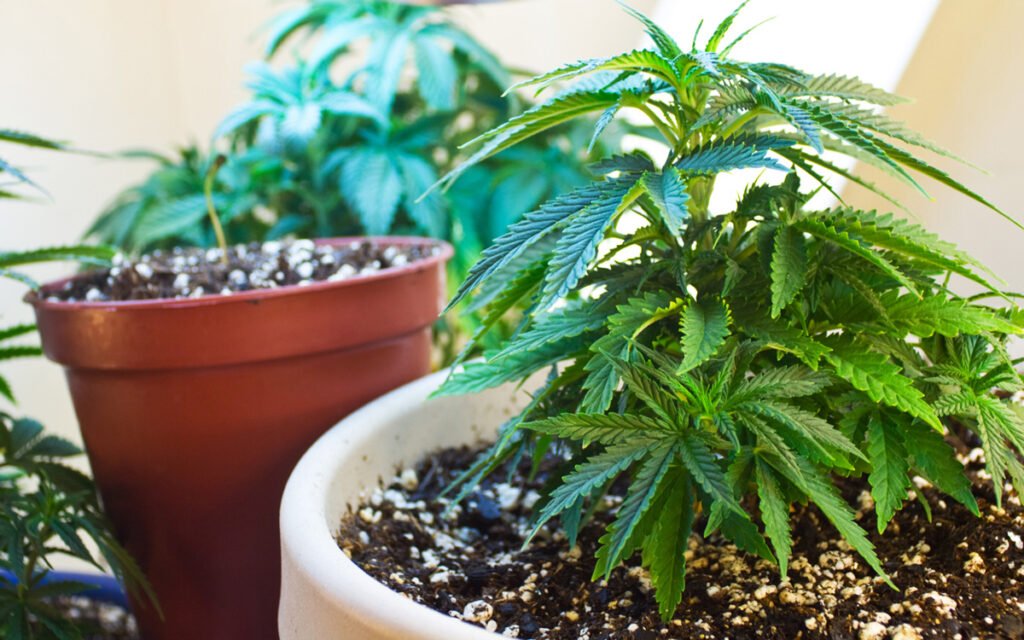 El-estado-de-Nueva-York-avanza-para-permitir-el-autocultivo-de-cannabis-medicinal