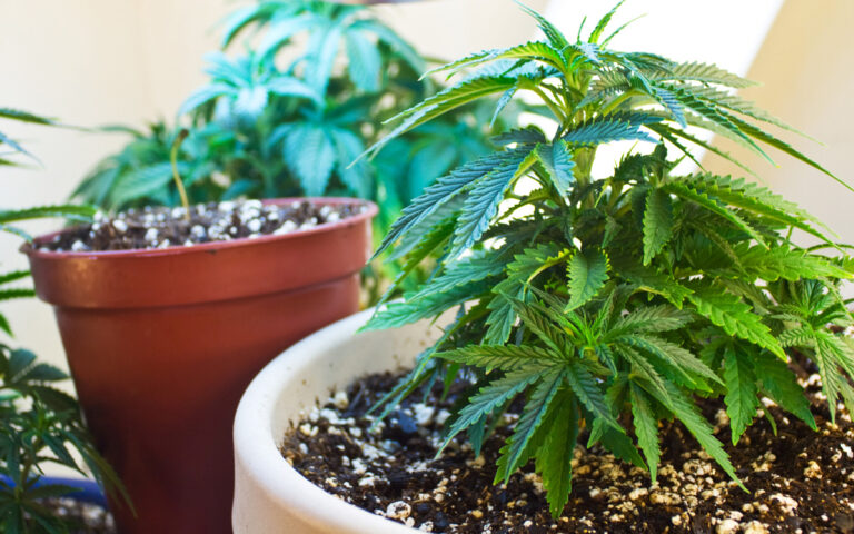 El-estado-de-Nueva-York-avanza-para-permitir-el-autocultivo-de-cannabis-medicinal