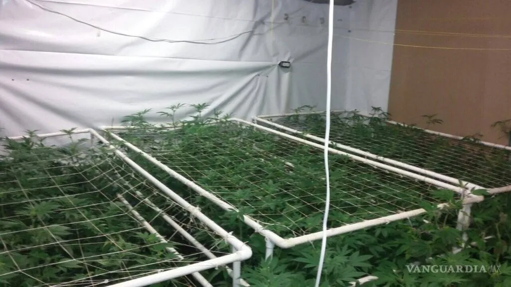 invernadero_4_VG3297948_MG2694180