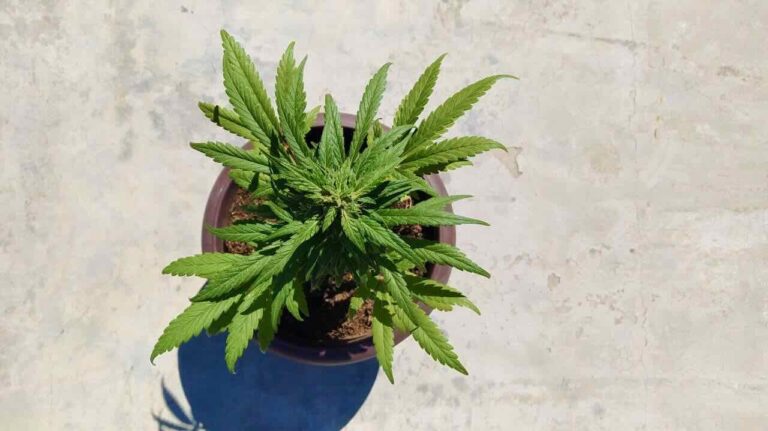 planta