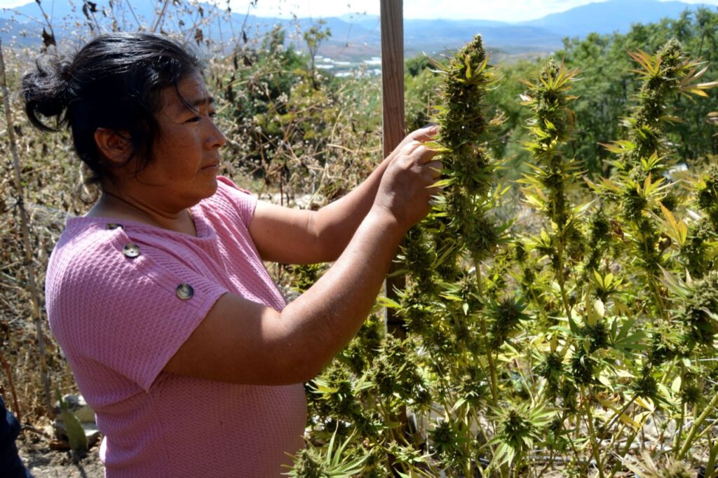 Oaxaca1
