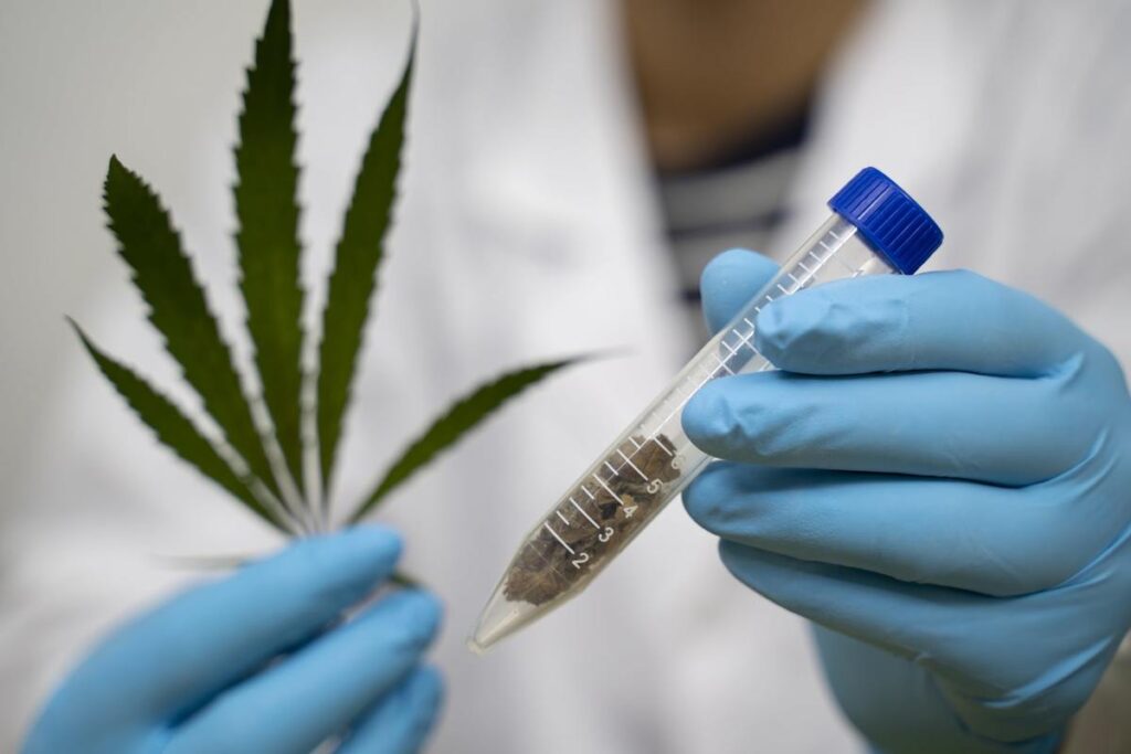 el cannabis medicinal es cada vez más popular.