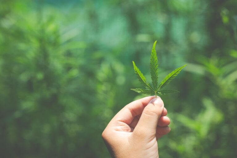 Luis Doporto Alejandre confia en el crecimiento y despegue de la industria del cannabis en México.