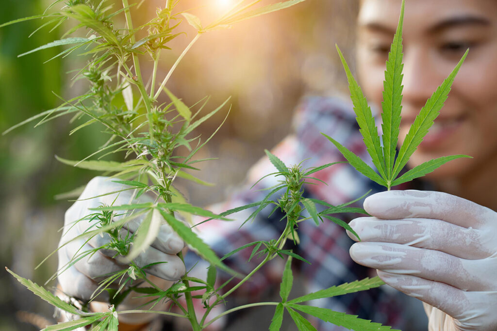 La Autoridad del Tabaco de Tailandia se asocia con la Farmacéutica del Gobierno para producir cannabis