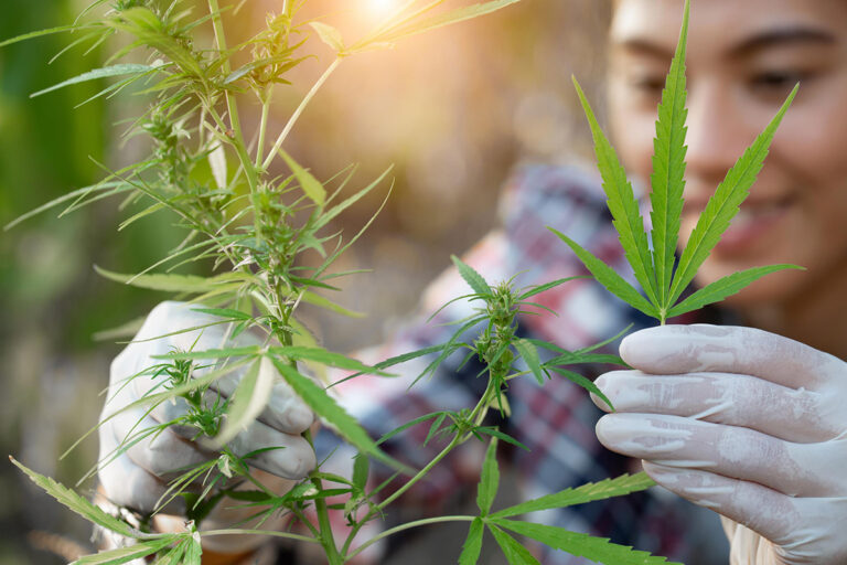 La Autoridad del Tabaco de Tailandia se asocia con la Farmacéutica del Gobierno para producir cannabis