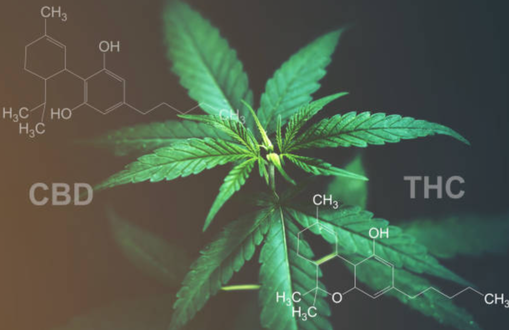 Es importante, explica Luis Doporto, que existan mayores bases científicas y académicas para el cannabis medicinal.