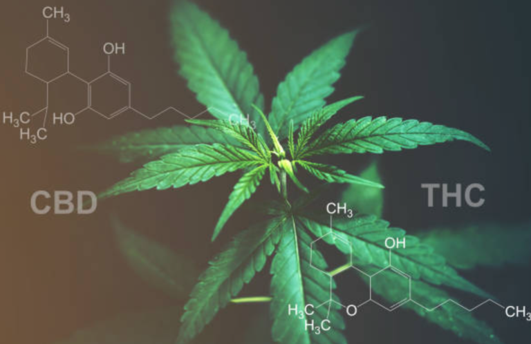 Es importante, explica Luis Doporto, que existan mayores bases científicas y académicas para el cannabis medicinal.