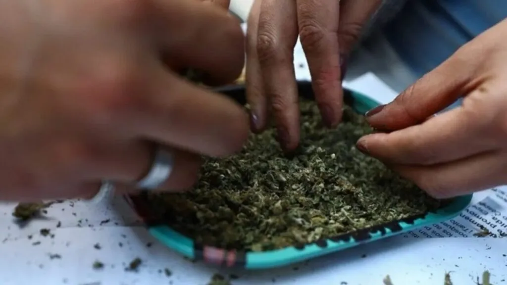 la-marihuana-despenalizacion-h-1280x720