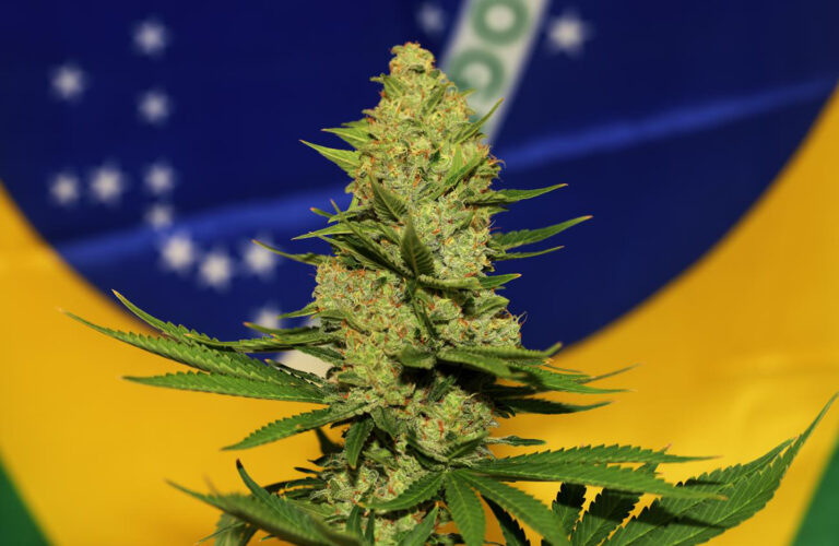 El-proyecto-de-cultivo-medicinal-de-cannabis-en-Brasil-supera-la-primera-barrera-con-un-futuro-difícil