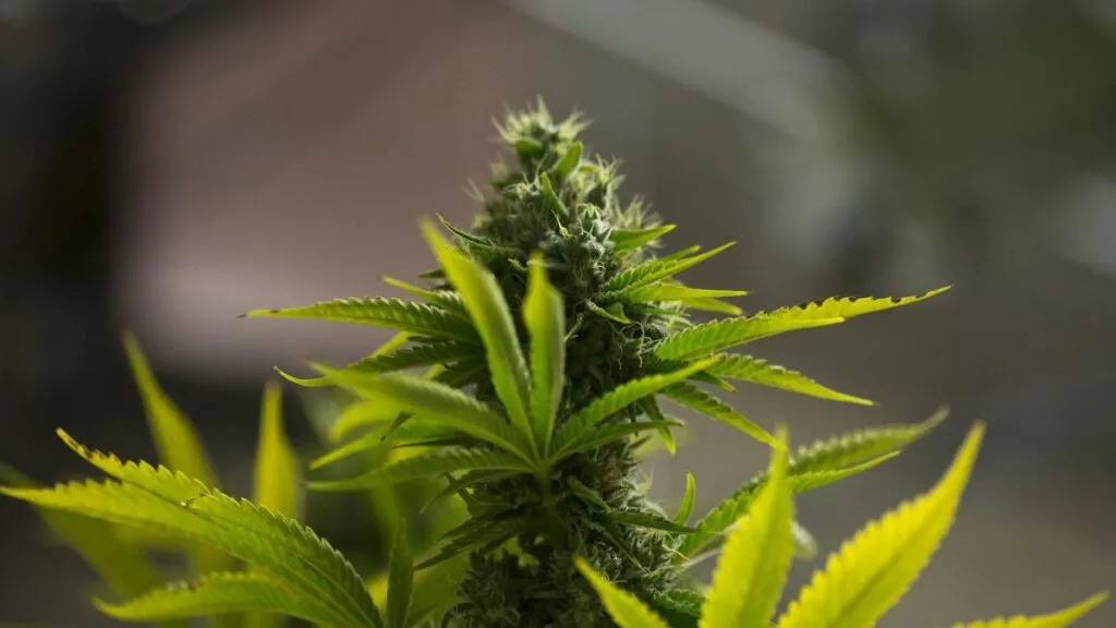 europapress-3739128-planta-marihuana-empresa-industria-cannabis-medicinal-uso-recreativo-estado-1